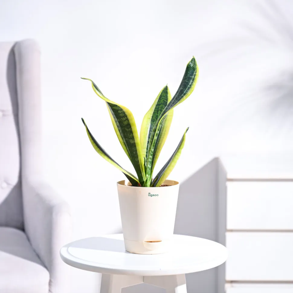 Snake Plant - Futura Superba