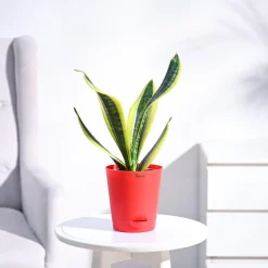 Snake Plant - Futura Superba