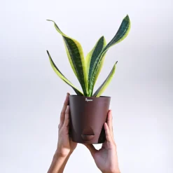 Snake Plant - Futura Superba