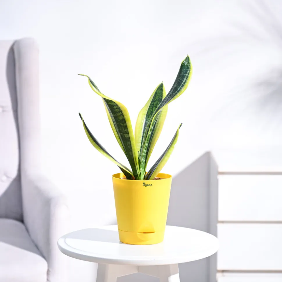 Snake Plant - Futura Superba