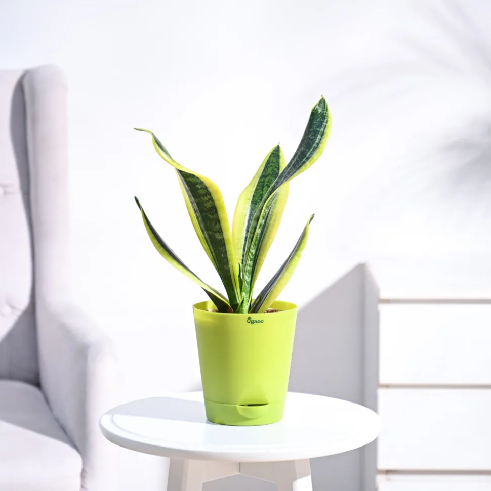 Snake Plant - Futura Superba