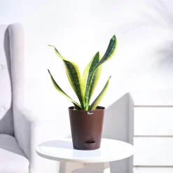 Snake Plant - Futura Superba