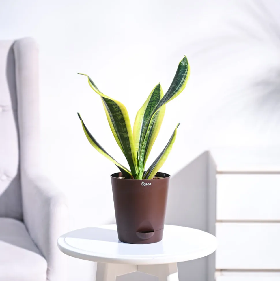 Snake Plant - Futura Superba