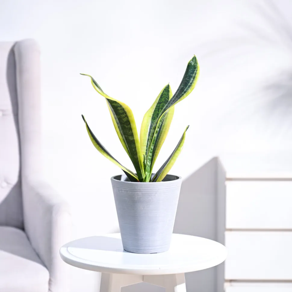 Snake Plant - Futura Superba