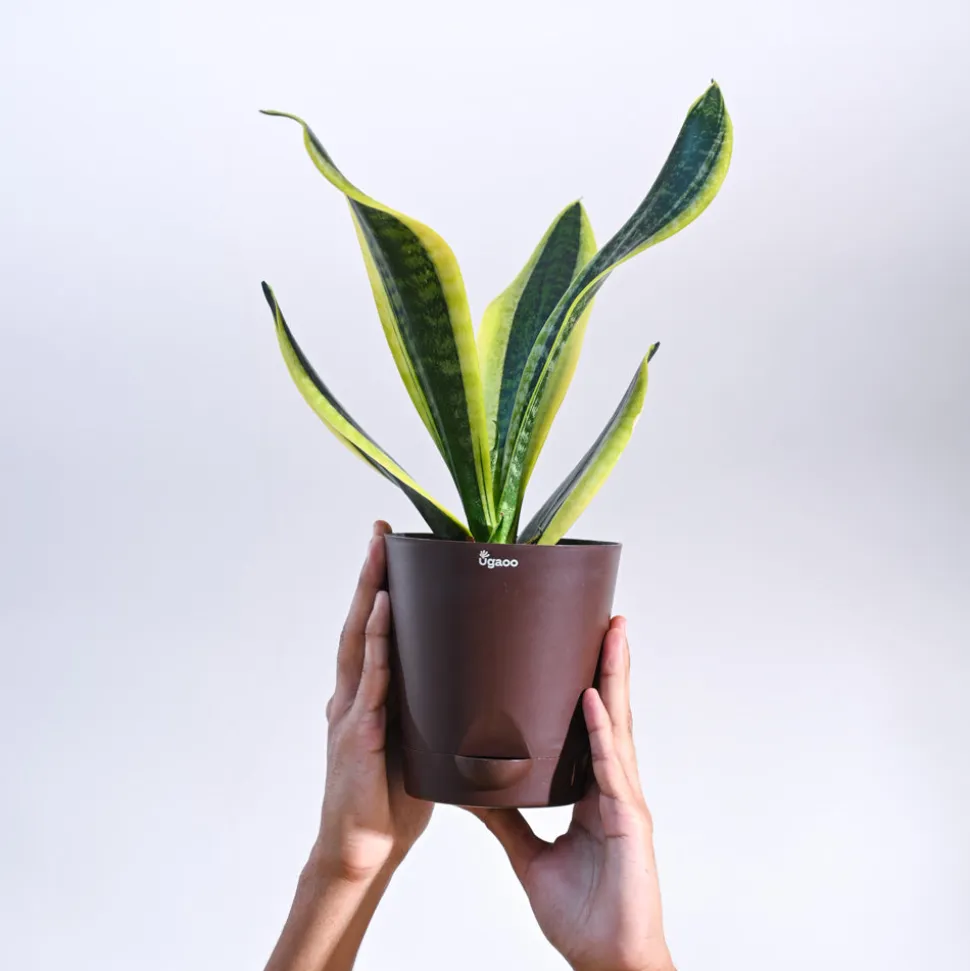 Snake Plant - Futura Superba