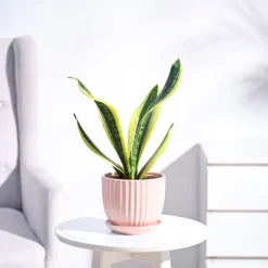 Snake Plant - Futura Superba