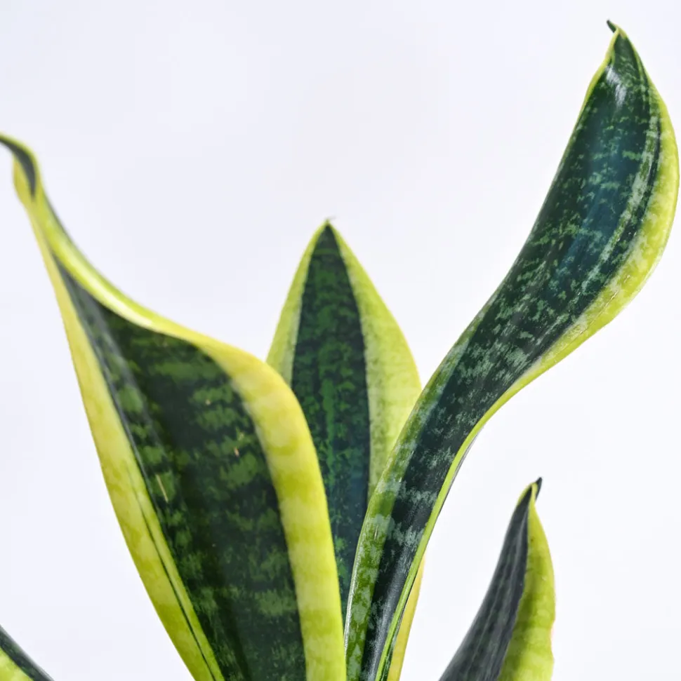 Snake Plant - Futura Superba