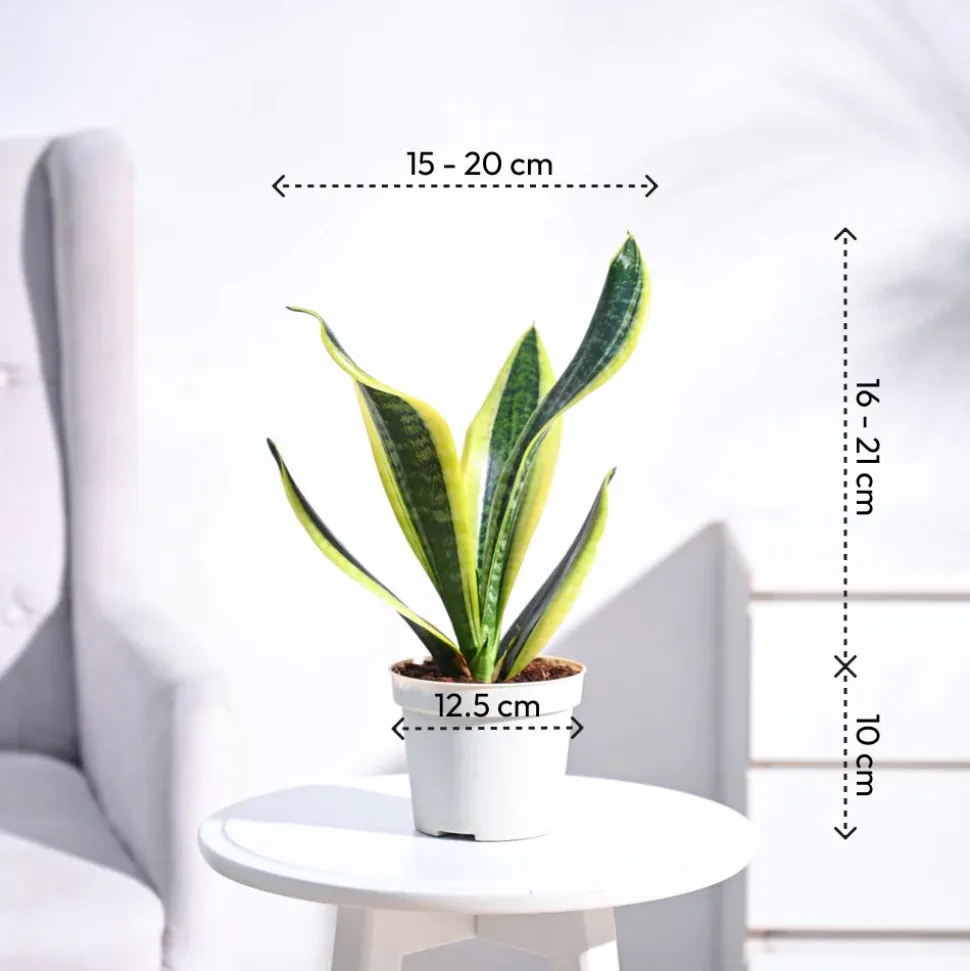 Snake Plant - Futura Superba