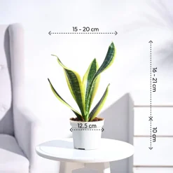 Snake Plant - Futura Superba