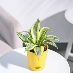 Snake Plant - Golden