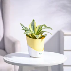 Snake Plant - Golden