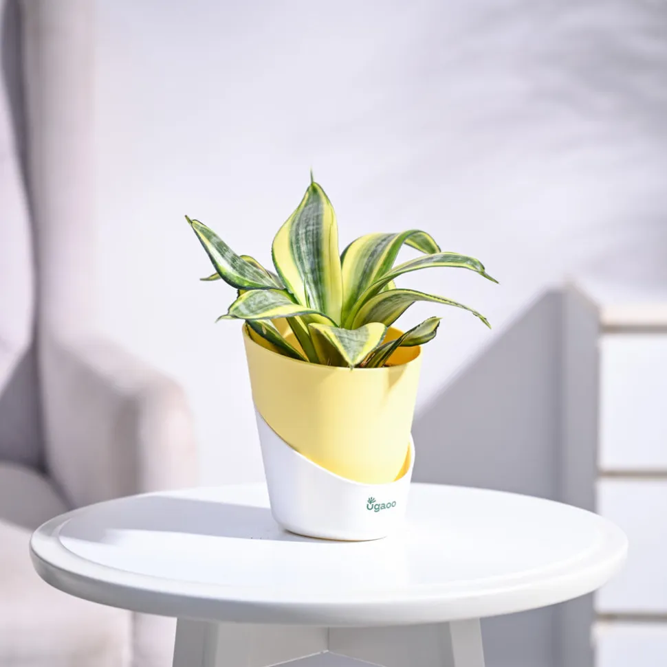 Snake Plant - Golden