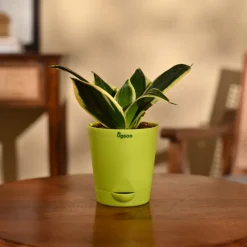 Snake Plant - Golden