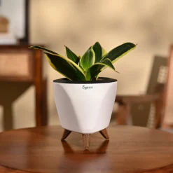 Snake Plant - Golden