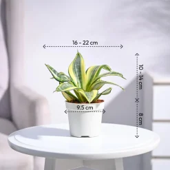 Snake Plant - Golden