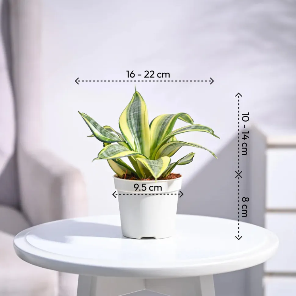 Snake Plant - Golden