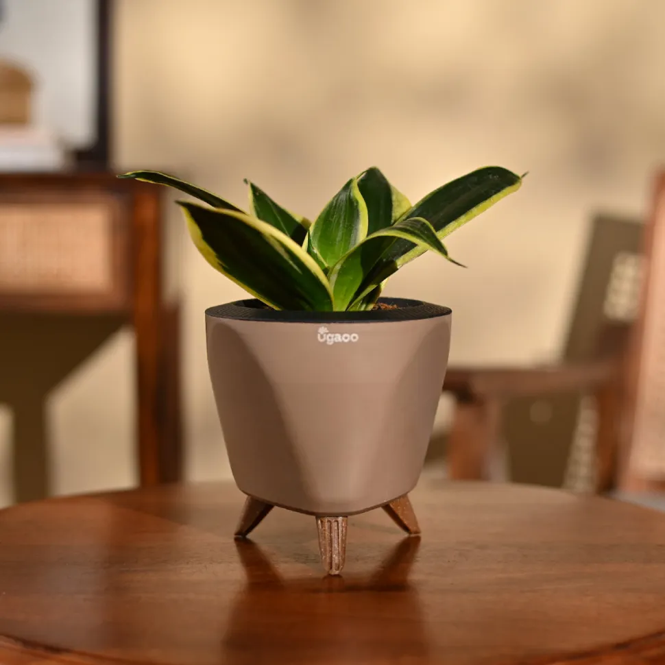 Snake Plant - Golden