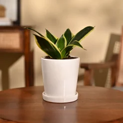 Snake Plant - Golden