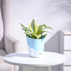 Snake Plant - Golden