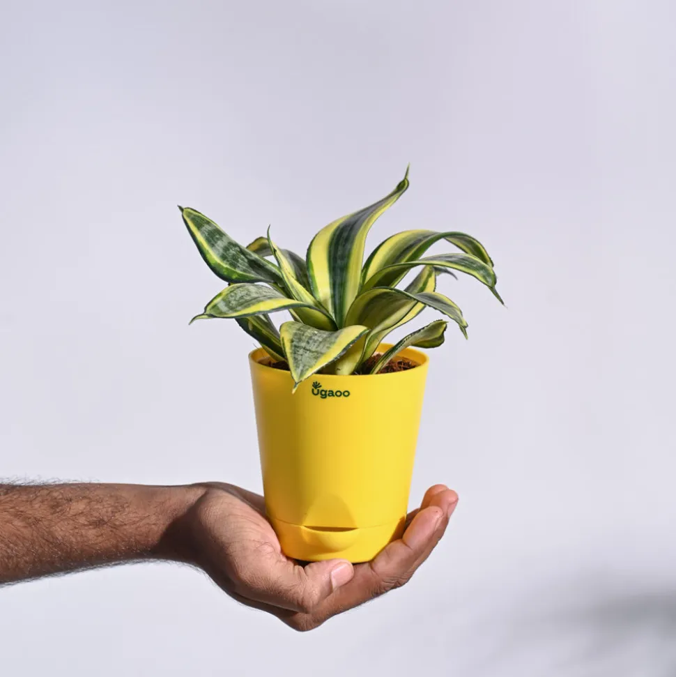 Snake Plant - Golden