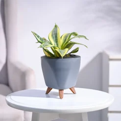 Snake Plant - Golden