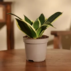 Snake Plant - Golden