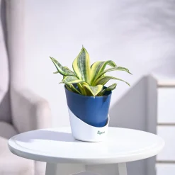 Snake Plant - Golden