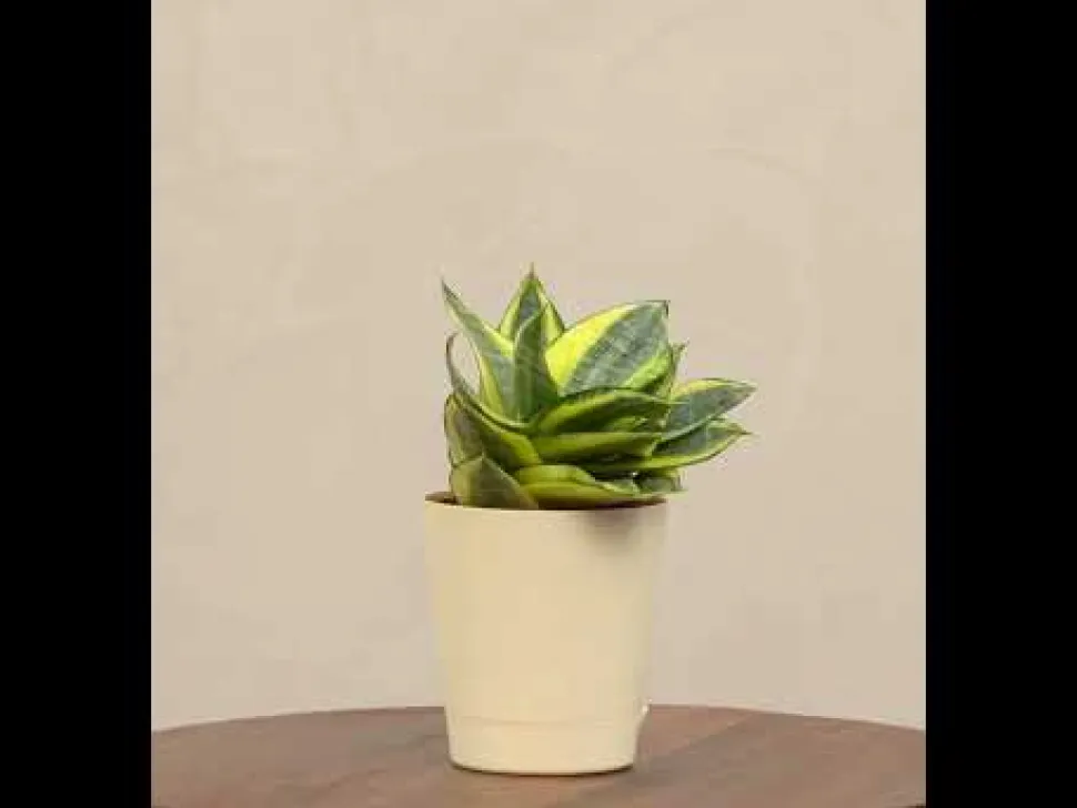 Snake Plant - Golden