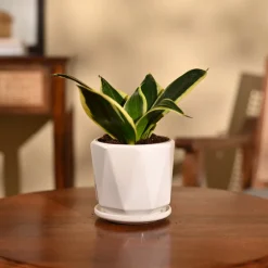 Snake Plant - Golden