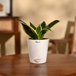 Snake Plant - Golden