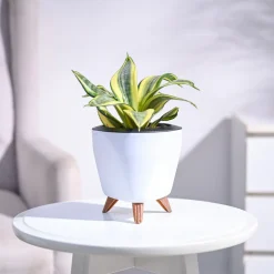 Snake Plant - Golden