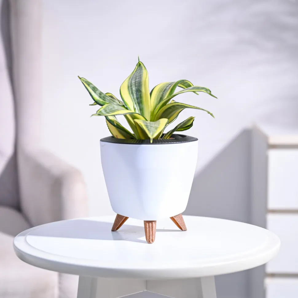 Snake Plant - Golden