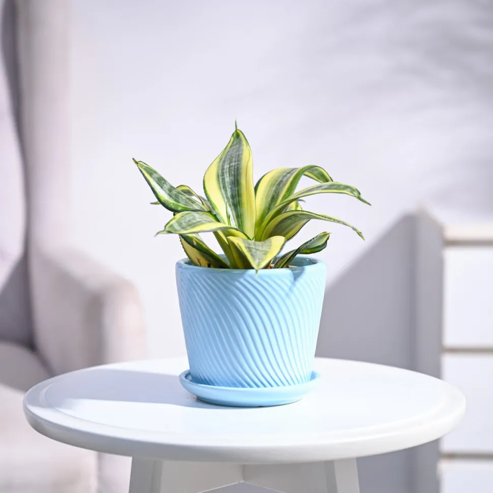 Snake Plant - Golden