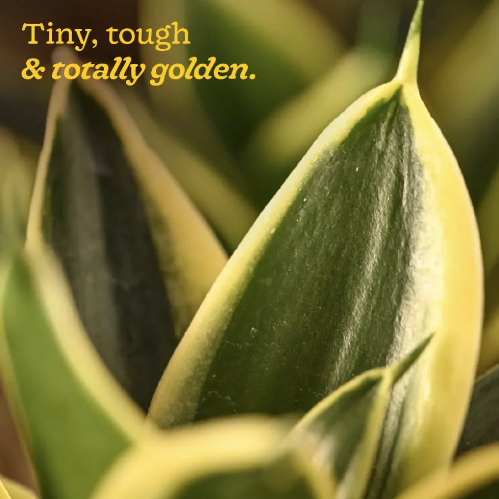 Snake Plant - Golden