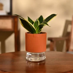 Snake Plant - Golden