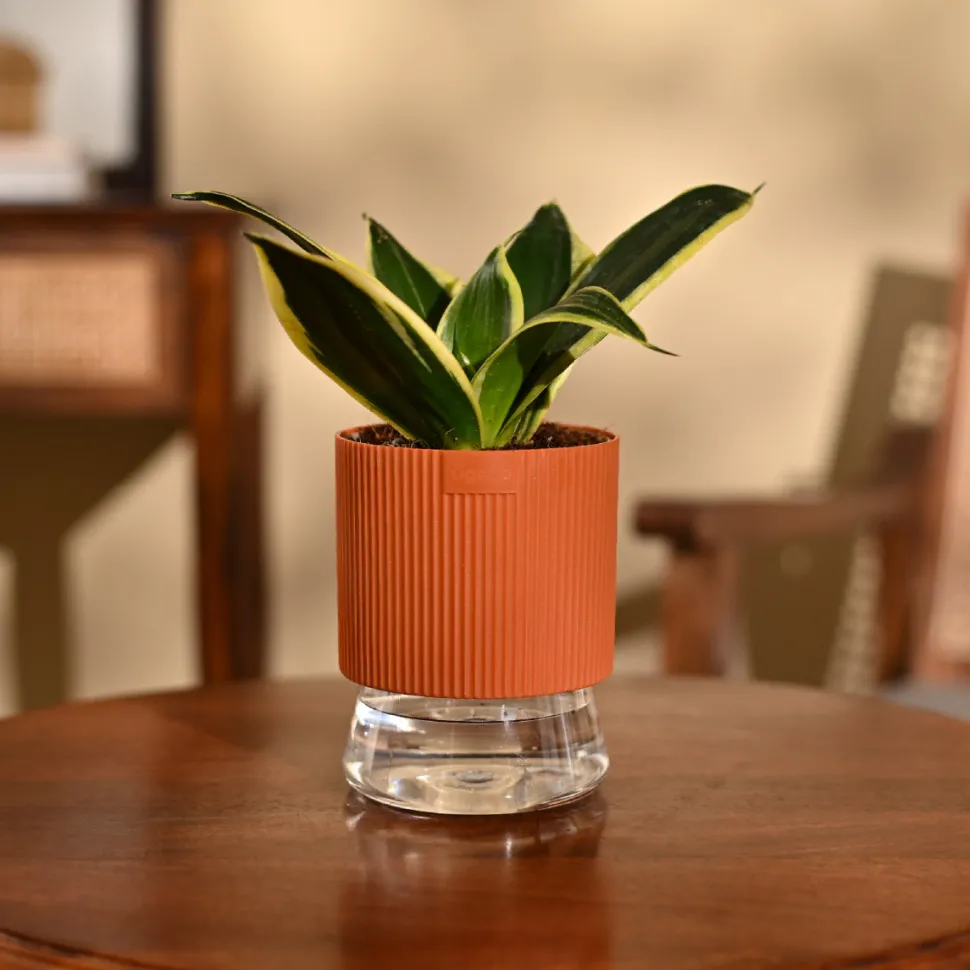 Snake Plant - Golden