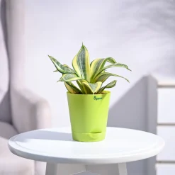 Snake Plant - Golden
