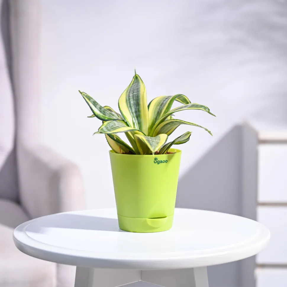 Snake Plant - Golden