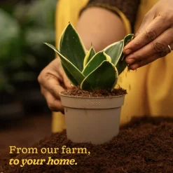 Snake Plant - Golden