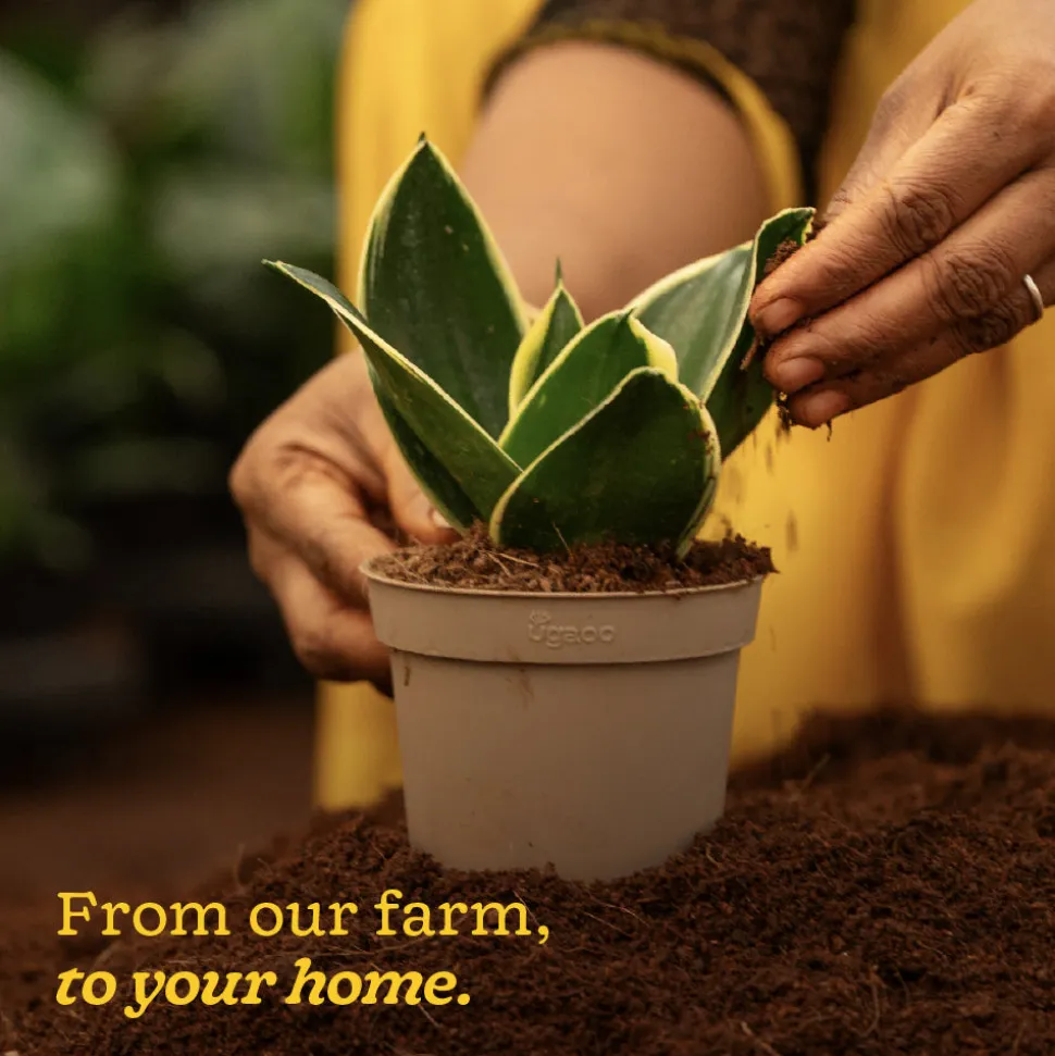 Snake Plant - Golden