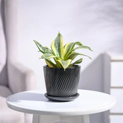 Snake Plant - Golden