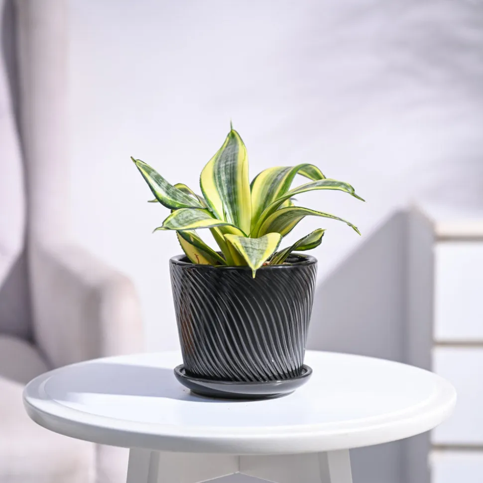 Snake Plant - Golden