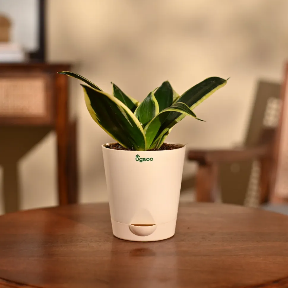 Snake Plant - Golden