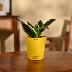 Snake Plant - Golden