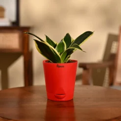 Snake Plant - Golden