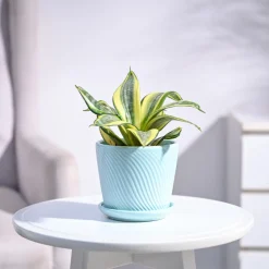 Snake Plant - Golden