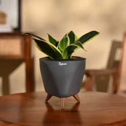 Snake Plant - Golden