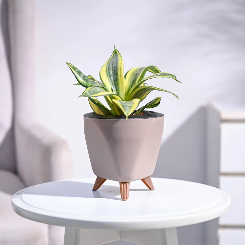 Snake Plant - Golden