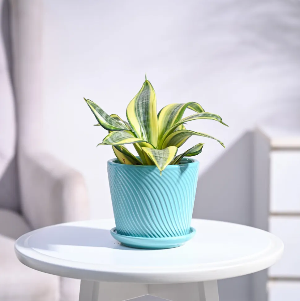 Snake Plant - Golden