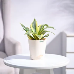 Snake Plant - Golden